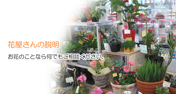 Liberta Flower【リベルタフラワー】の説明