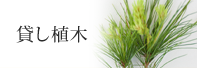 貸し植木