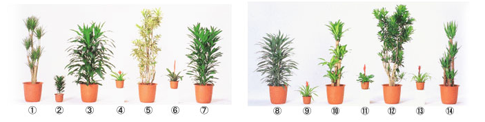 リースの植物イメージ