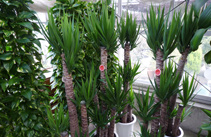 植木のレンタルについて